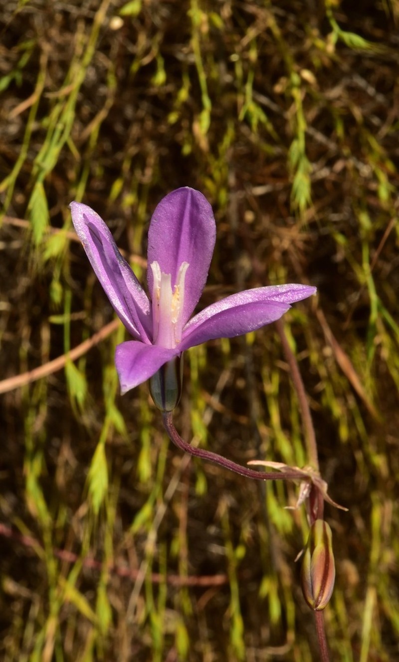 Appendage Brodiaea photo 5