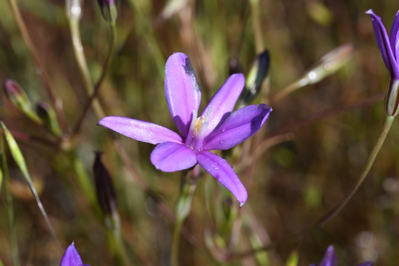 Appendage Brodiaea photo 6