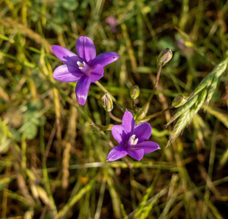 Appendage Brodiaea photo 7