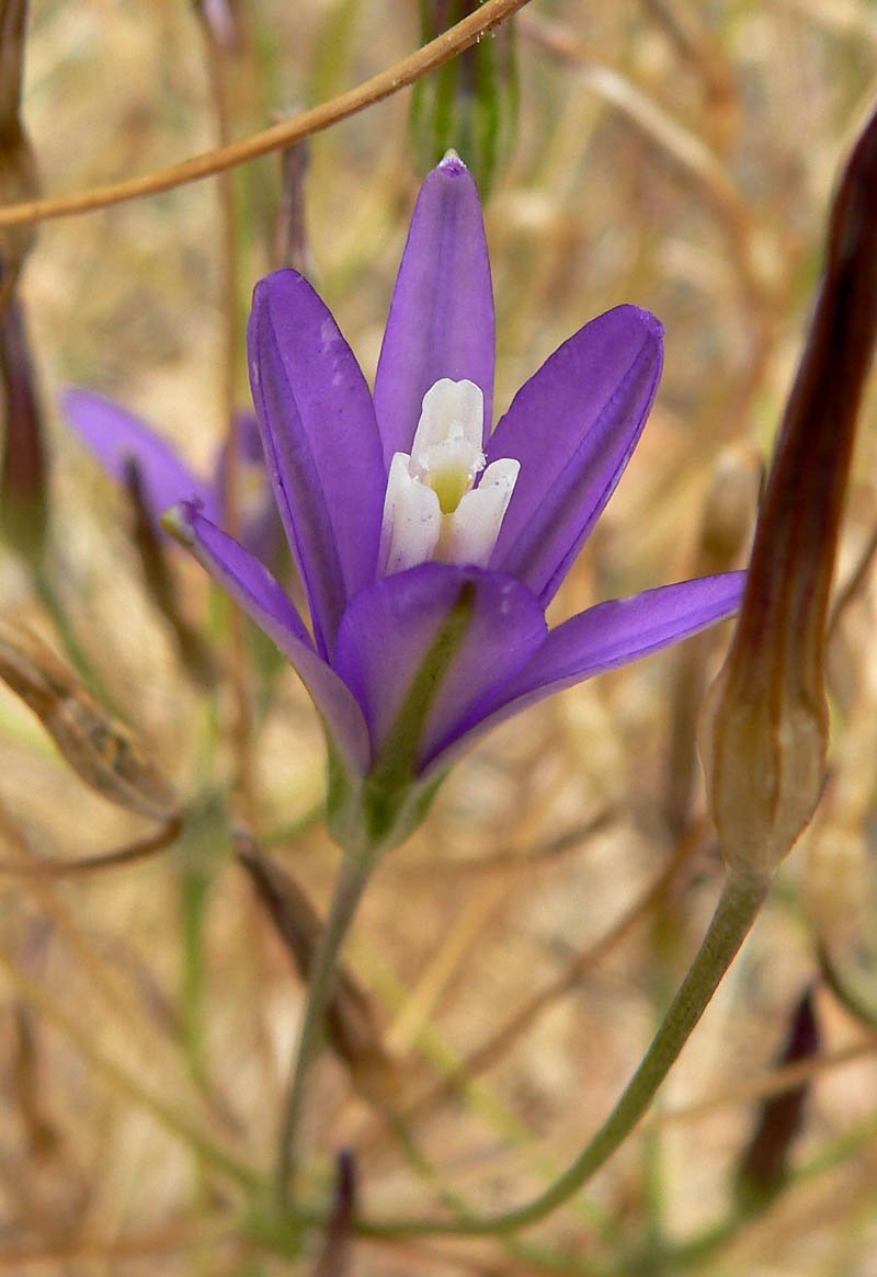 California Brodiaea