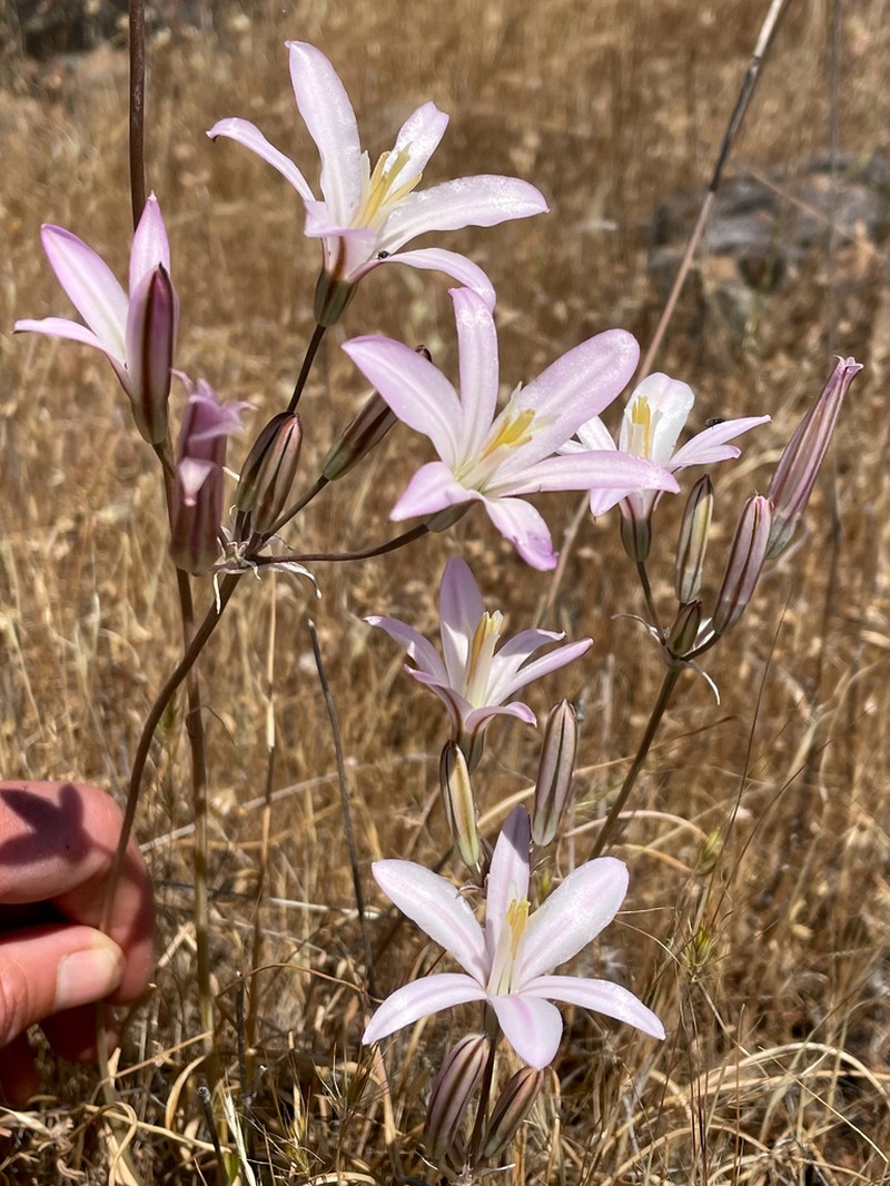 California Brodiaea photo 2