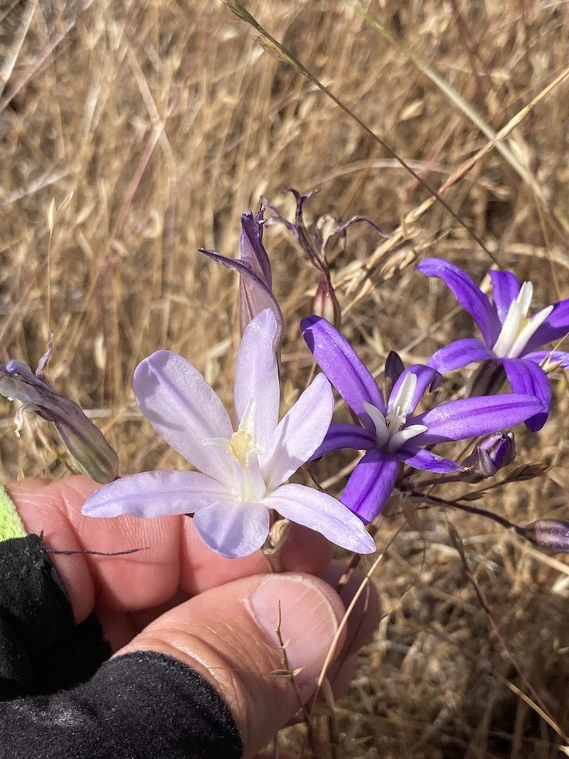 California Brodiaea photo 3