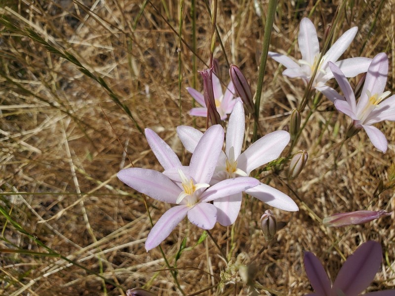 California Brodiaea photo 4