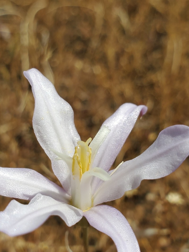 California Brodiaea photo 5