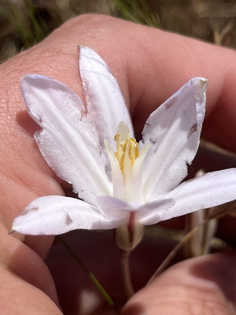 California Brodiaea photo 6