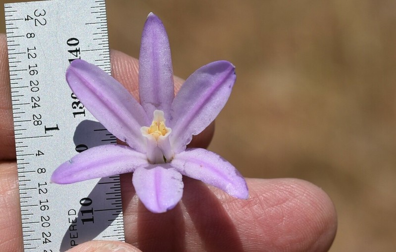 California Brodiaea photo 7