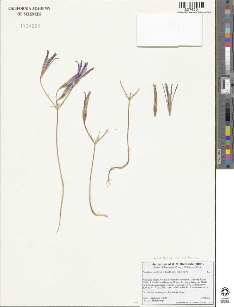 Brodiaea californica subsp. californica