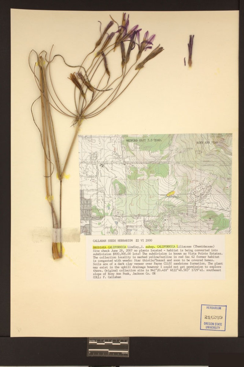 Brodiaea californica subsp. californica photo 2
