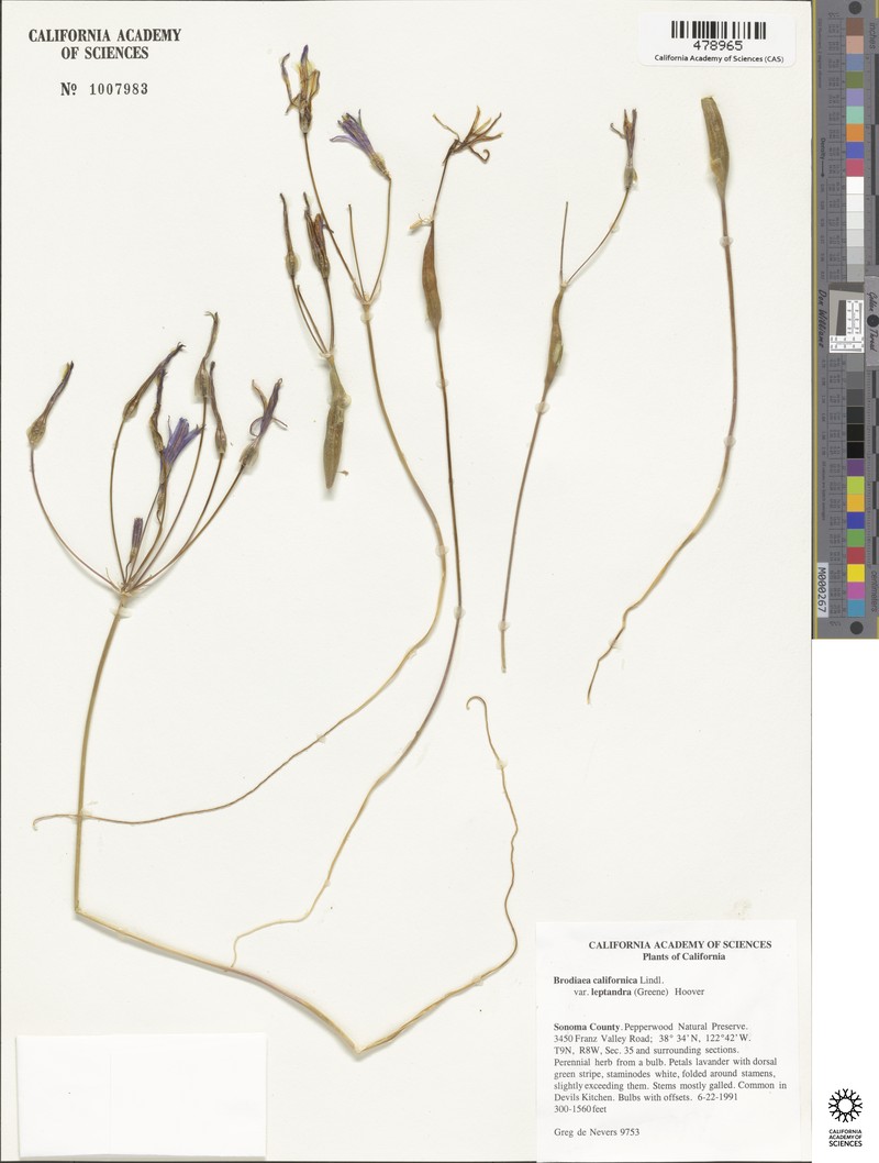 Brodiaea californica subsp. californica photo 3