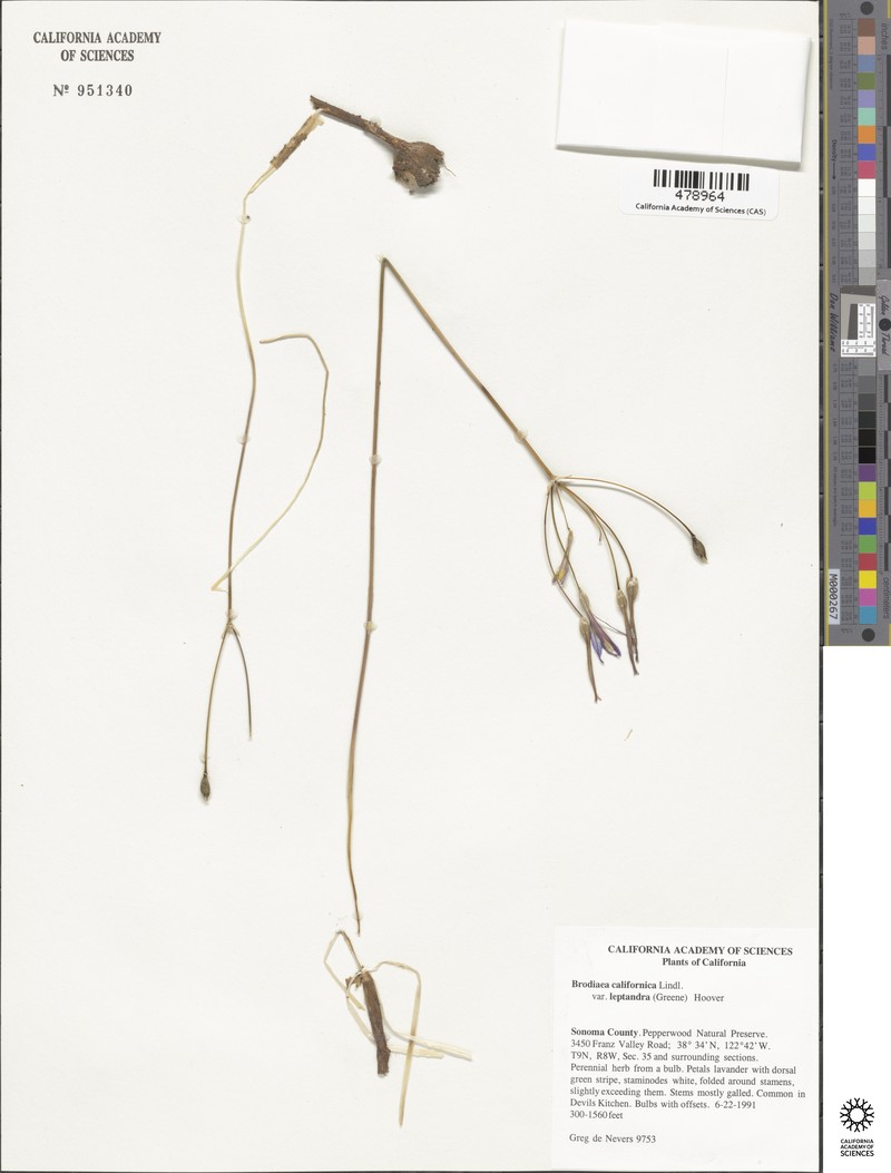 Brodiaea californica subsp. californica photo 4