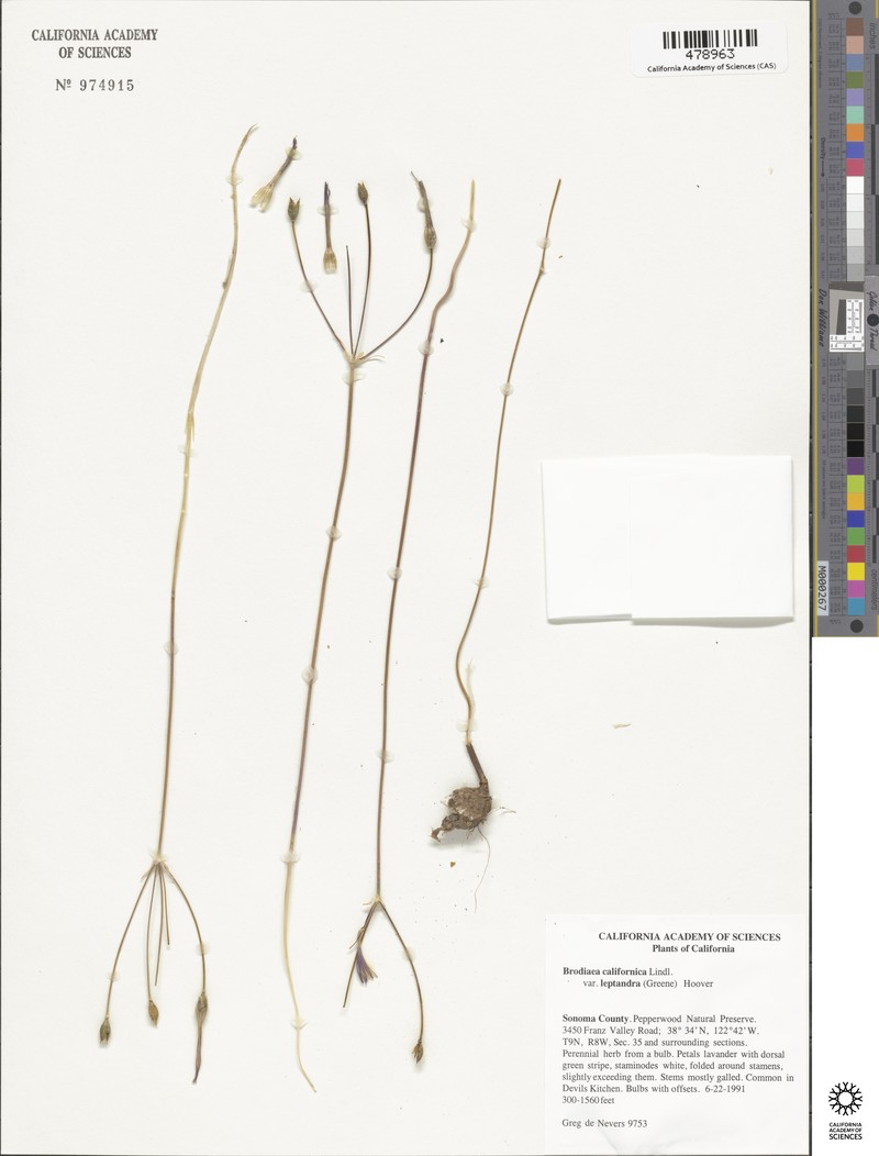 Brodiaea californica subsp. californica photo 5