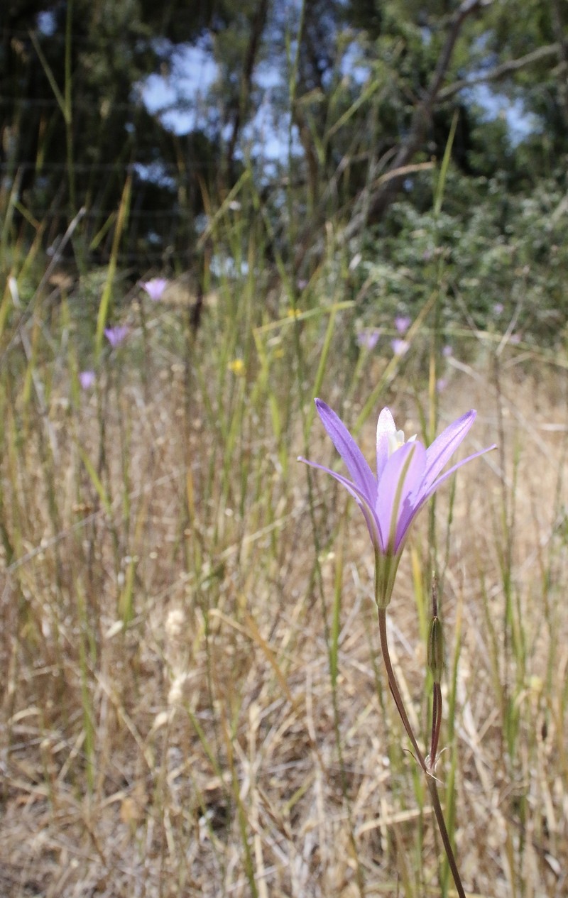 Brodiaea californica subsp. leptandra