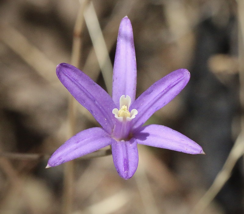Brodiaea californica subsp. leptandra photo 2