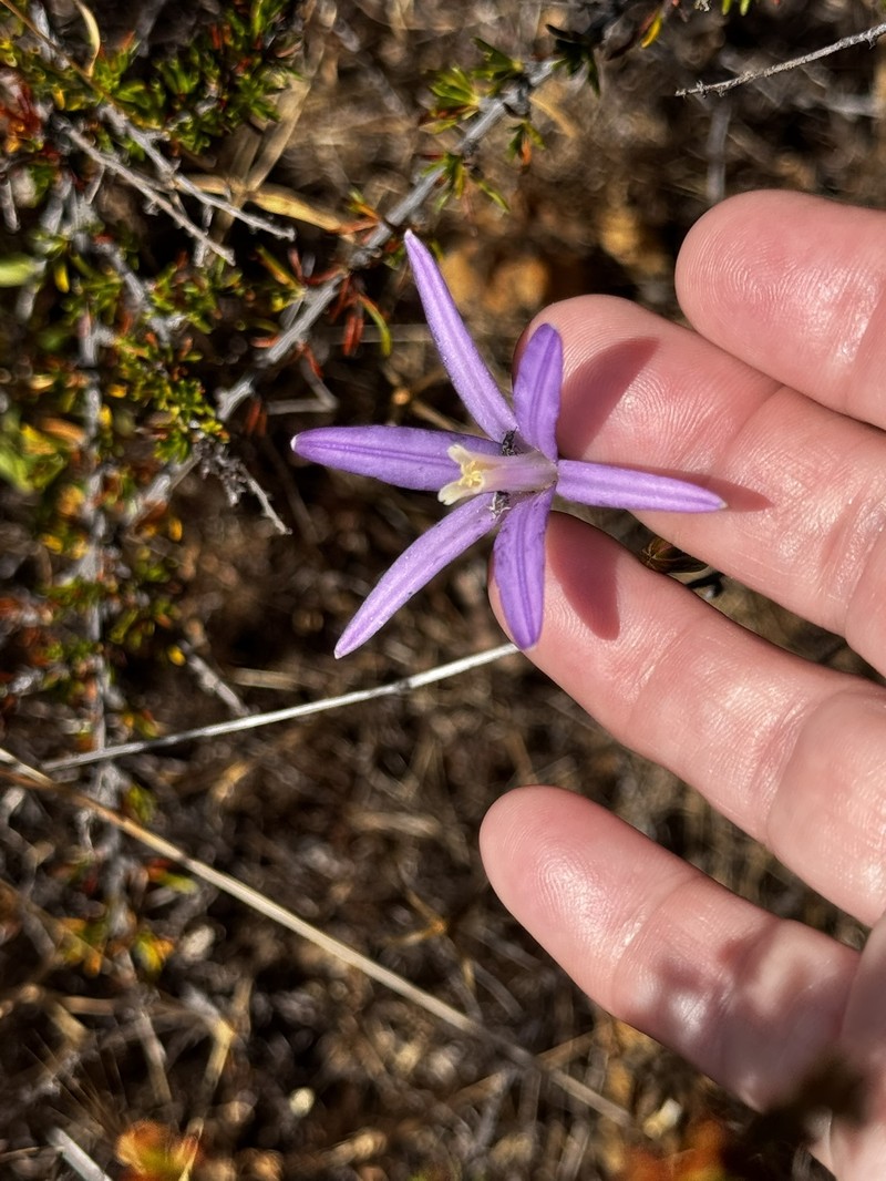 Brodiaea californica subsp. leptandra photo 3