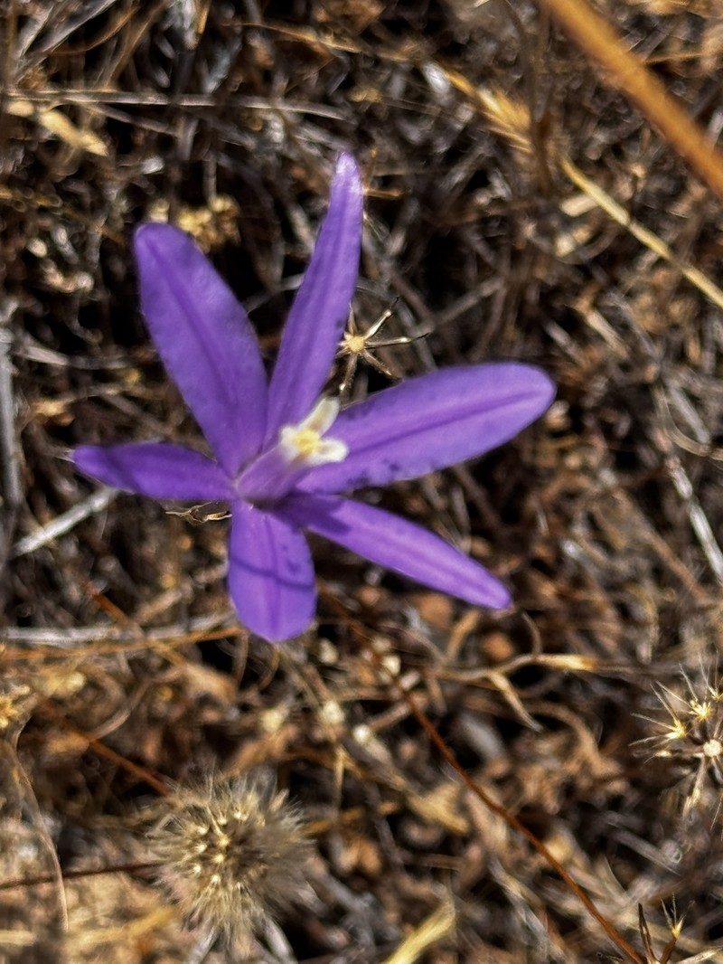 Brodiaea californica subsp. leptandra photo 4