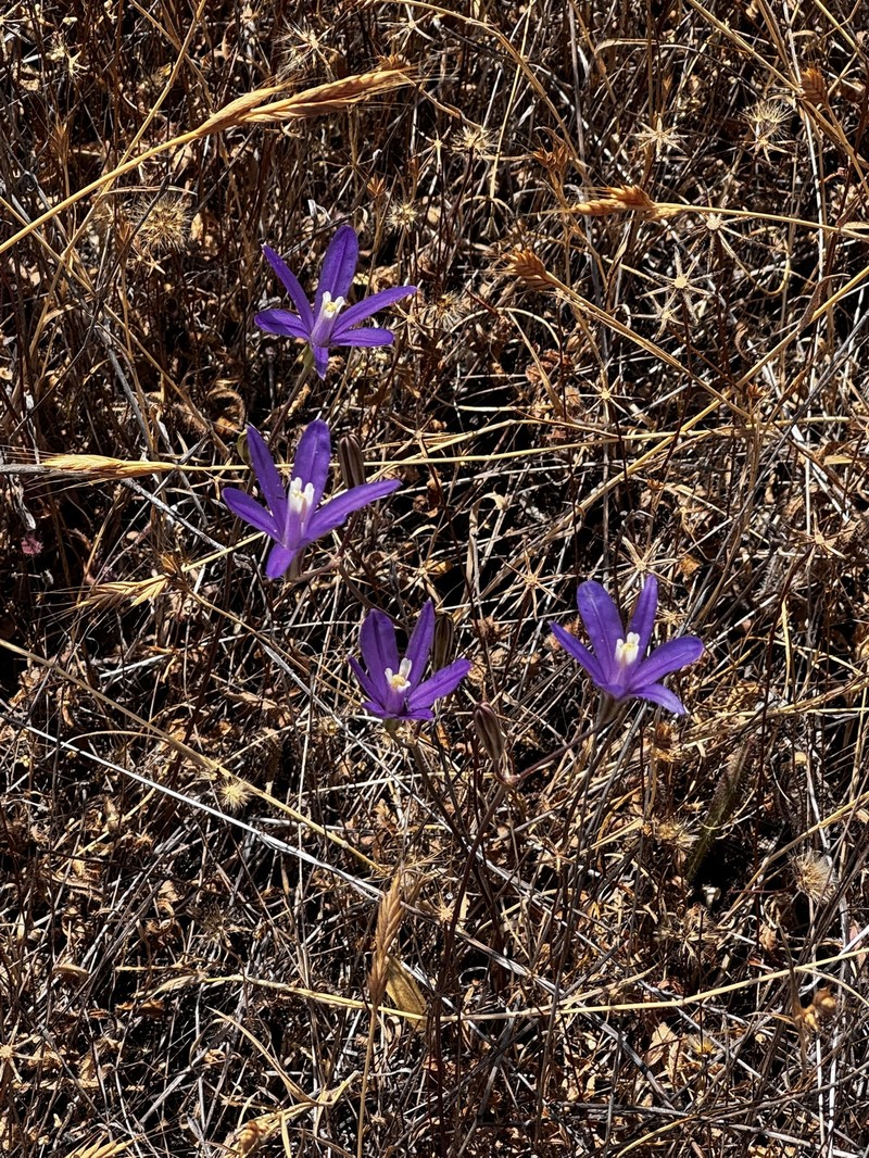 Brodiaea californica subsp. leptandra photo 5