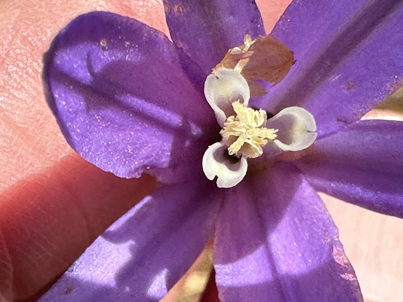 Brodiaea californica subsp. leptandra photo 6