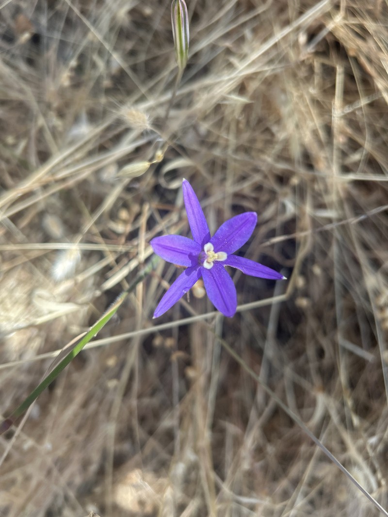 Brodiaea californica subsp. leptandra photo 7