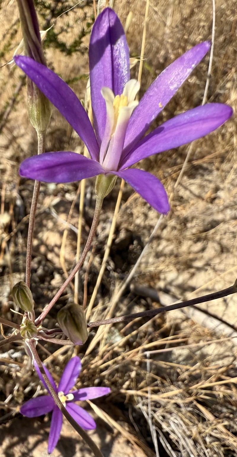 Brodiaea californica subsp. leptandra photo 8