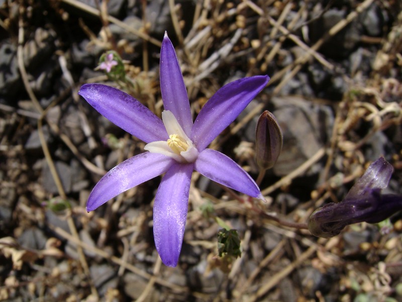 Crown Brodiaea photo 2