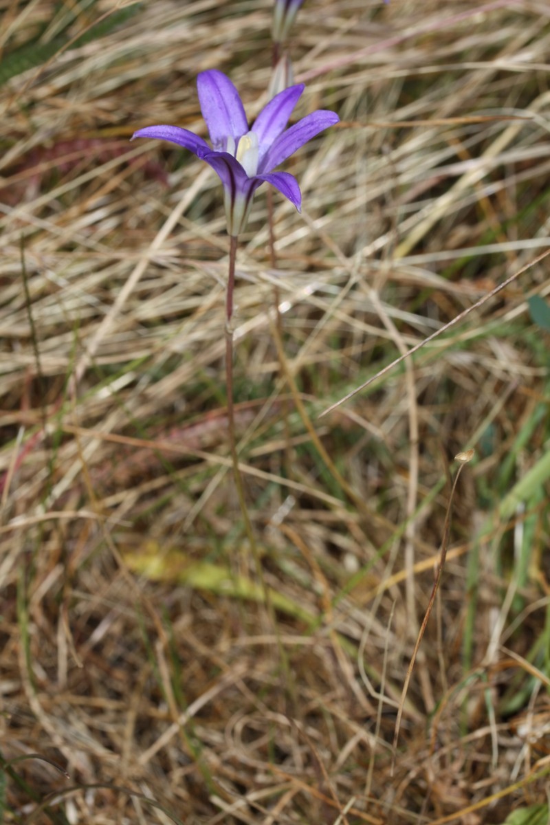 Crown Brodiaea