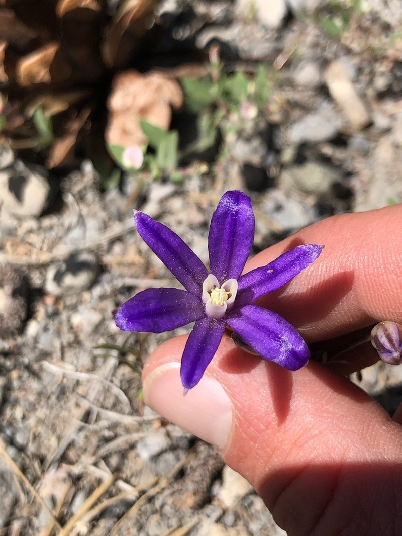 Crown Brodiaea photo 3