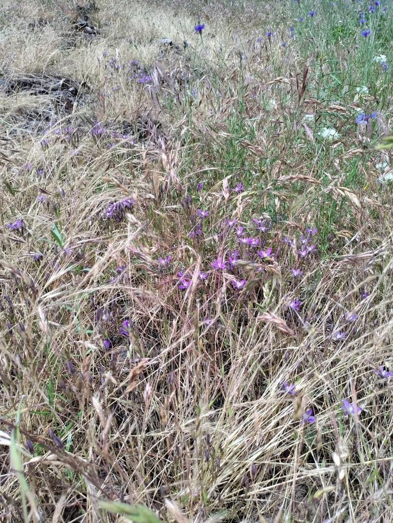 Crown Brodiaea photo 4