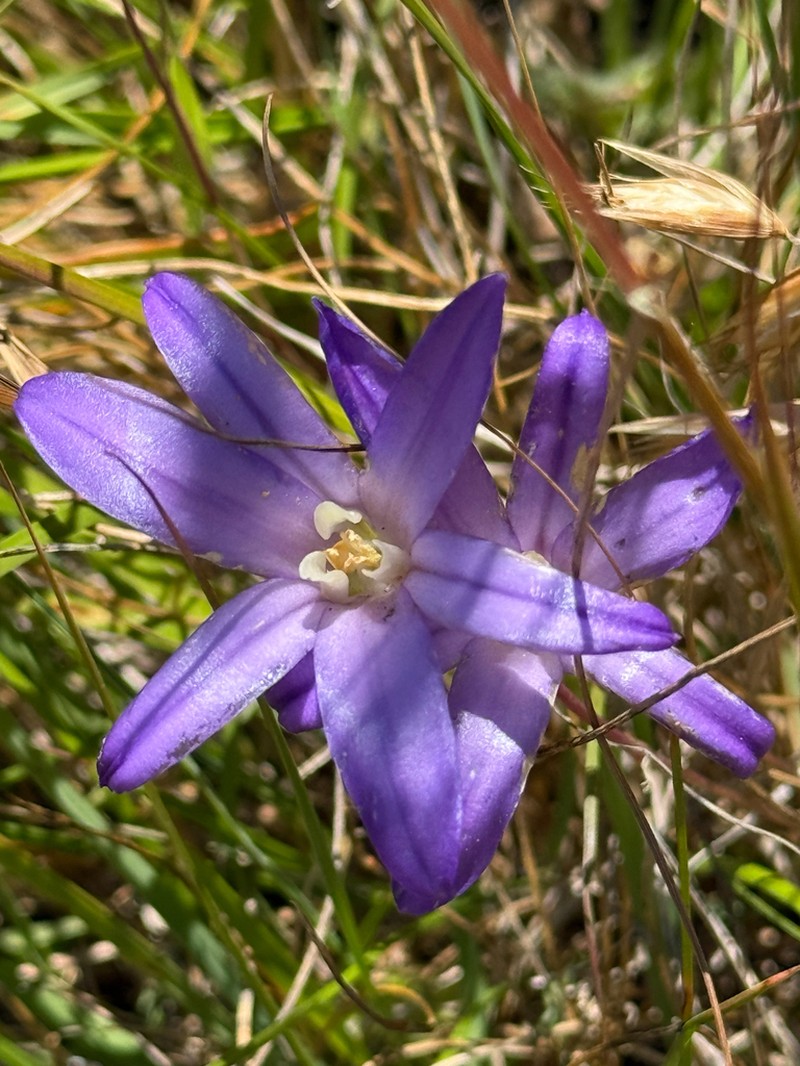 Crown Brodiaea photo 5