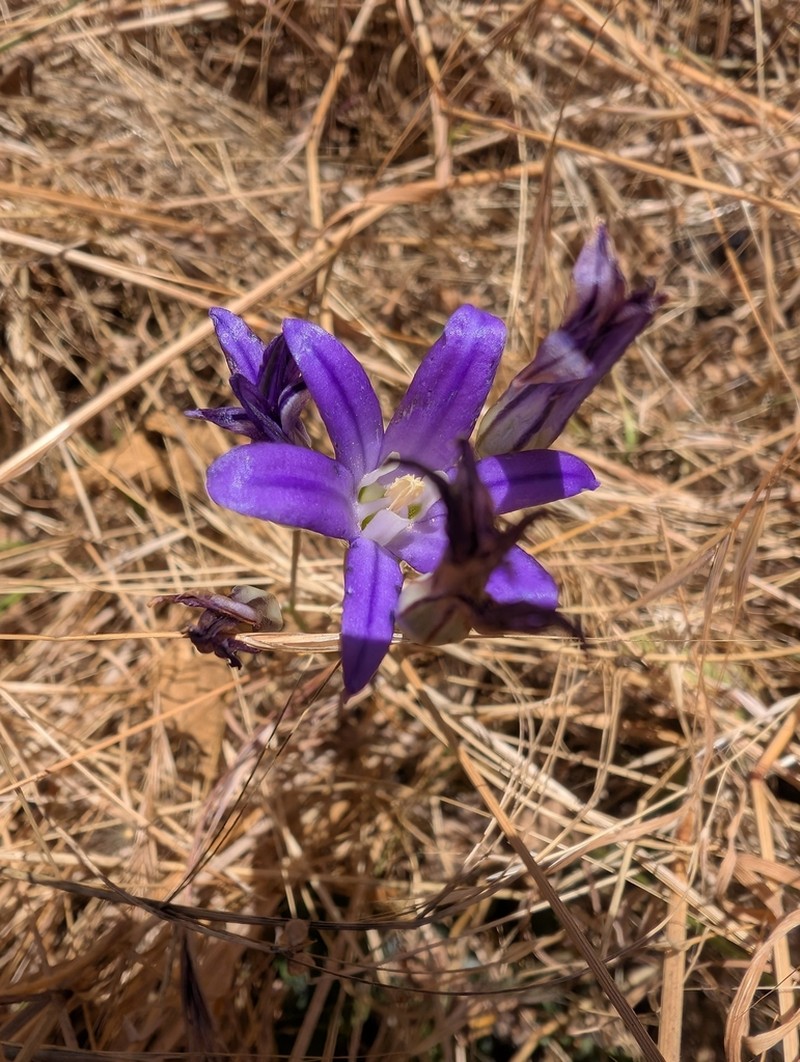 Crown Brodiaea photo 6