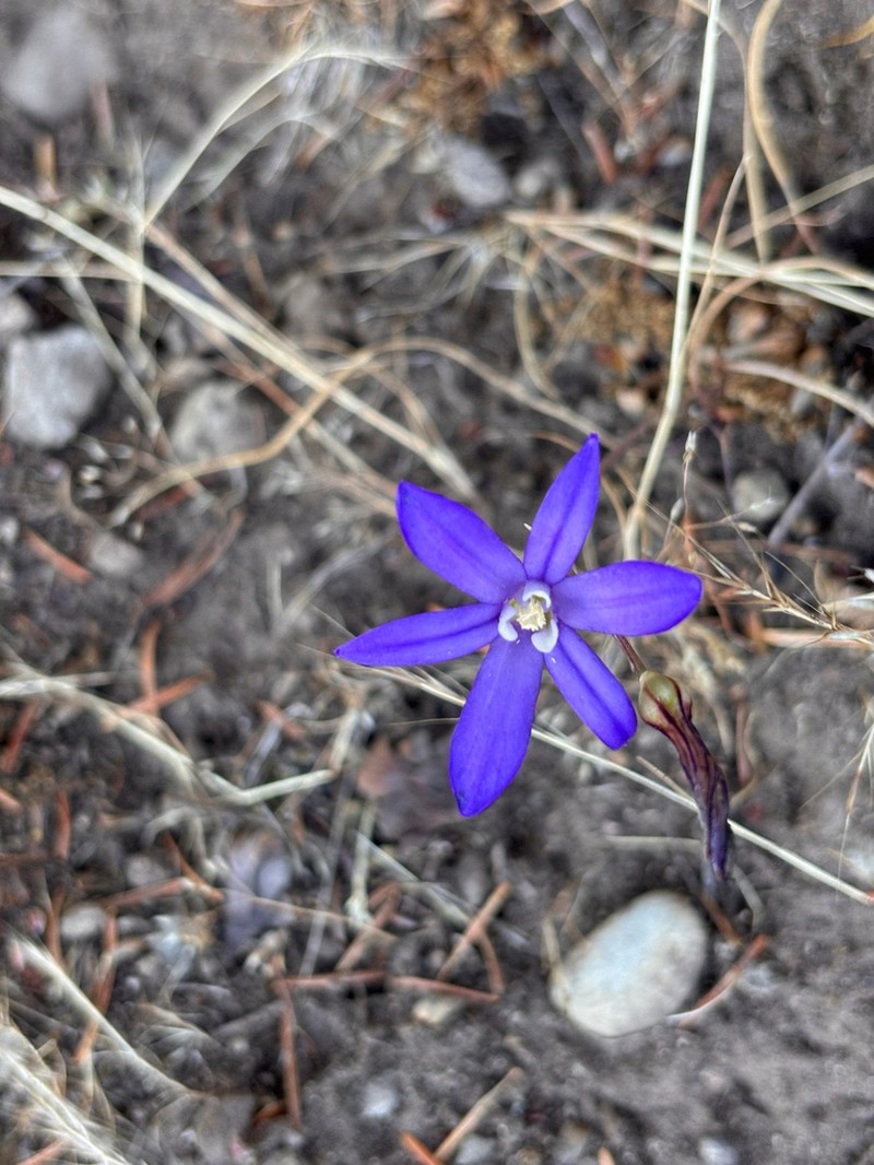 Crown Brodiaea photo 7
