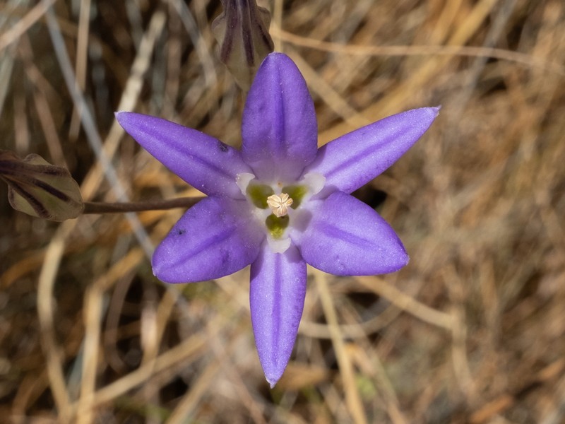 Harvest Brodiaea