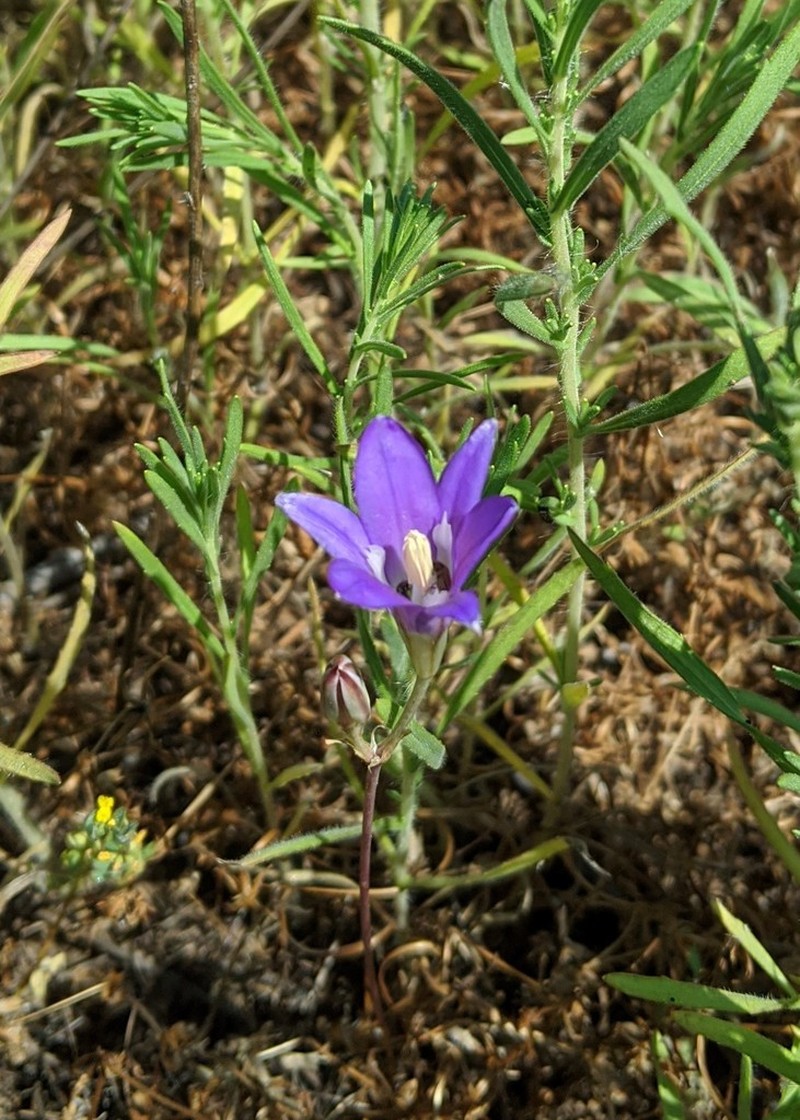 Harvest Brodiaea photo 2