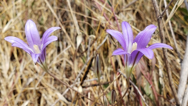 Harvest Brodiaea photo 3
