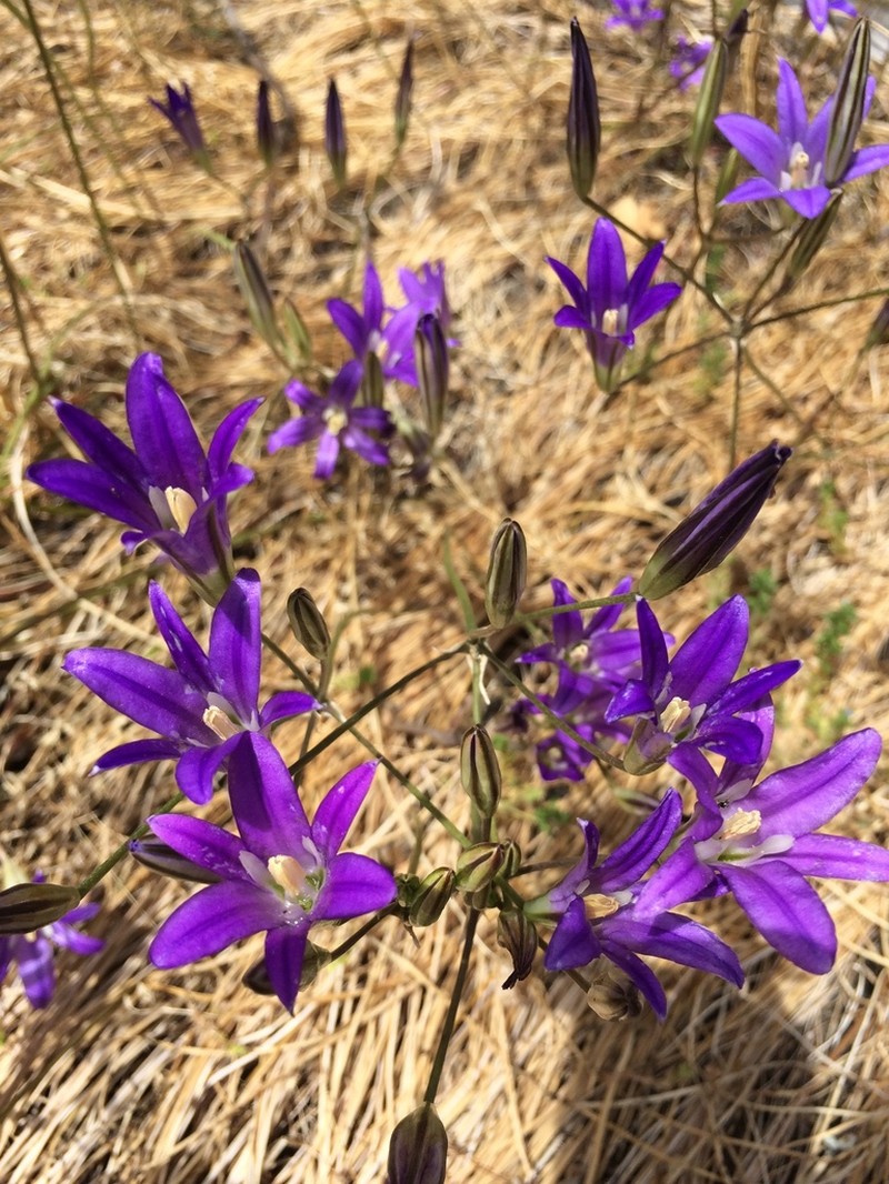 Harvest Brodiaea photo 4