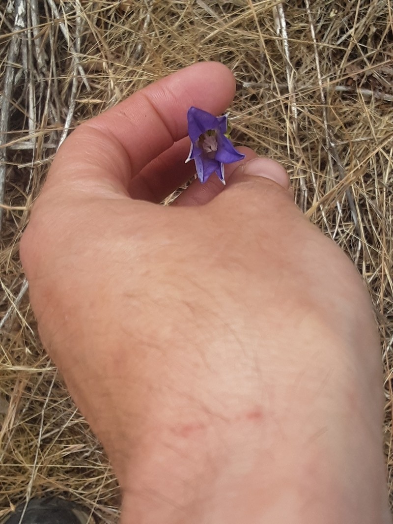 Harvest Brodiaea photo 5