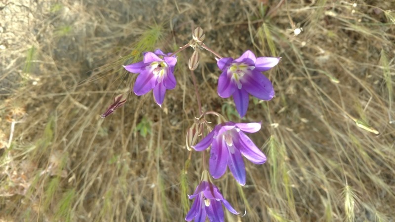 Harvest Brodiaea photo 6