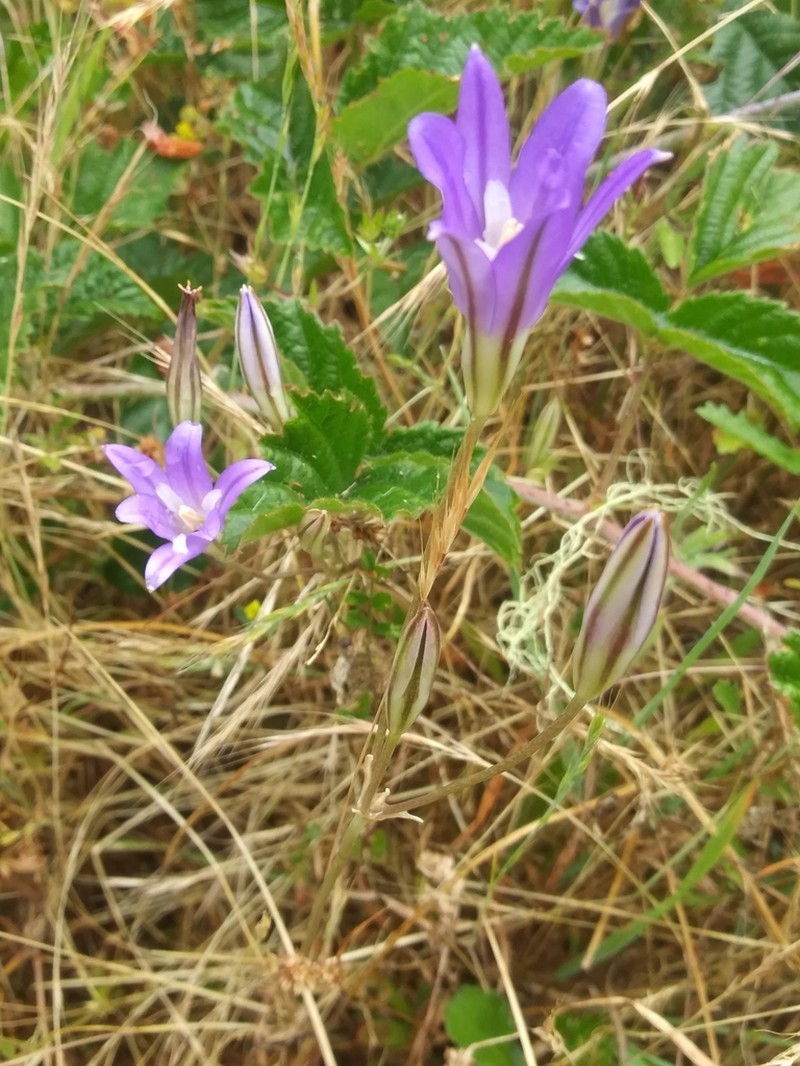 Harvest Brodiaea photo 7