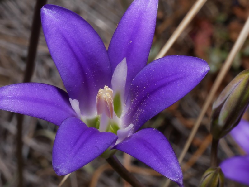 Brodiaea elegans subsp. elegans