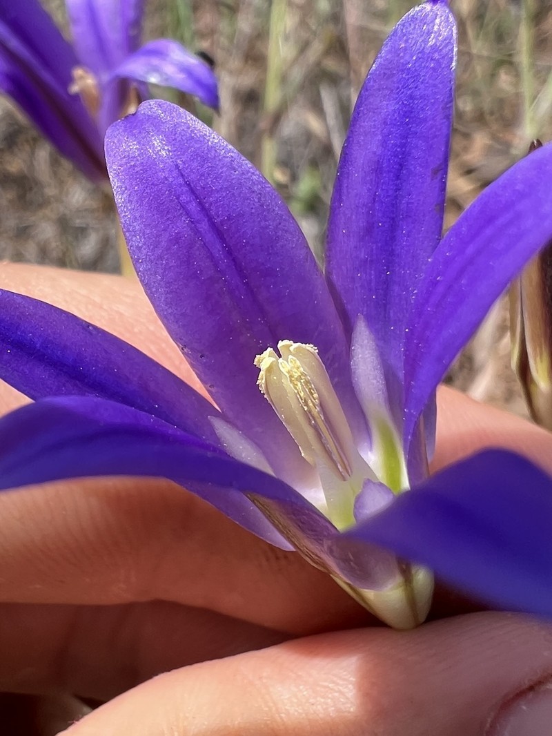 Brodiaea elegans subsp. elegans photo 2