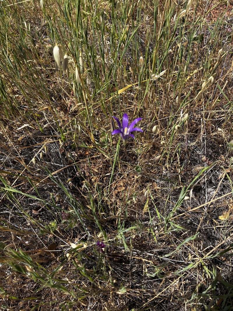 Brodiaea elegans subsp. elegans photo 3