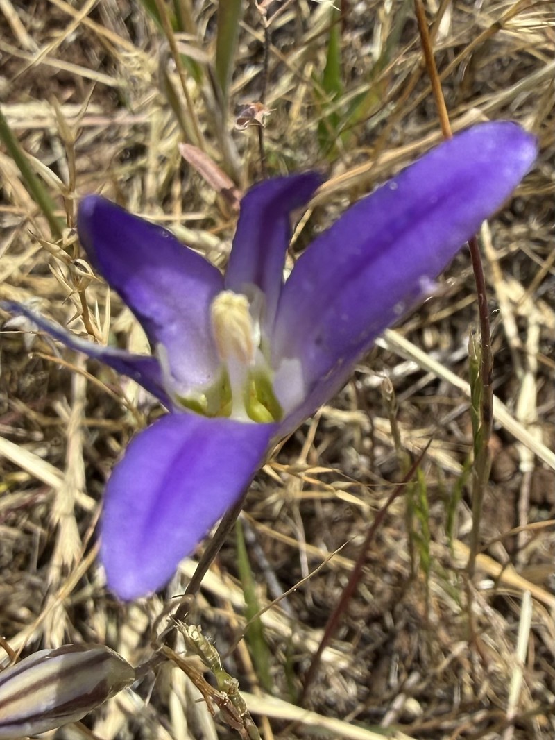 Brodiaea elegans subsp. elegans photo 4