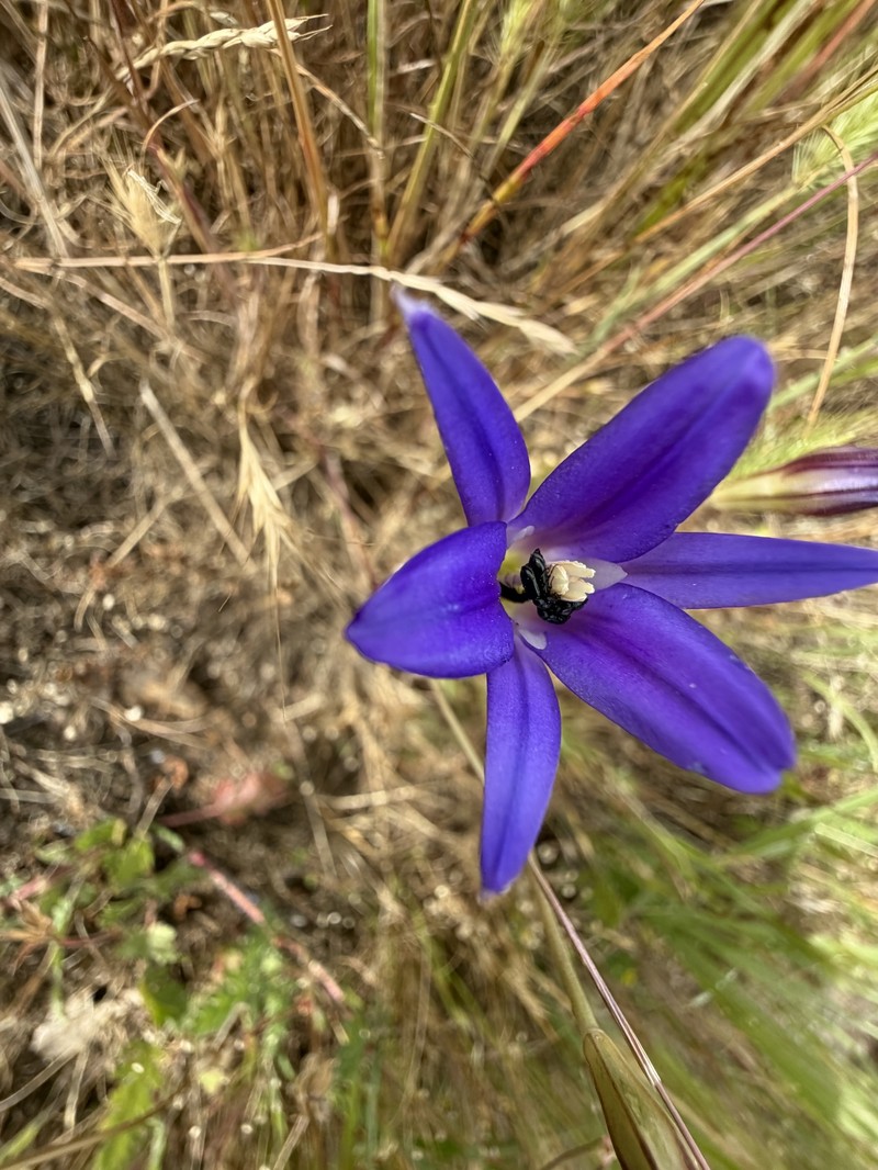 Brodiaea elegans subsp. elegans photo 5