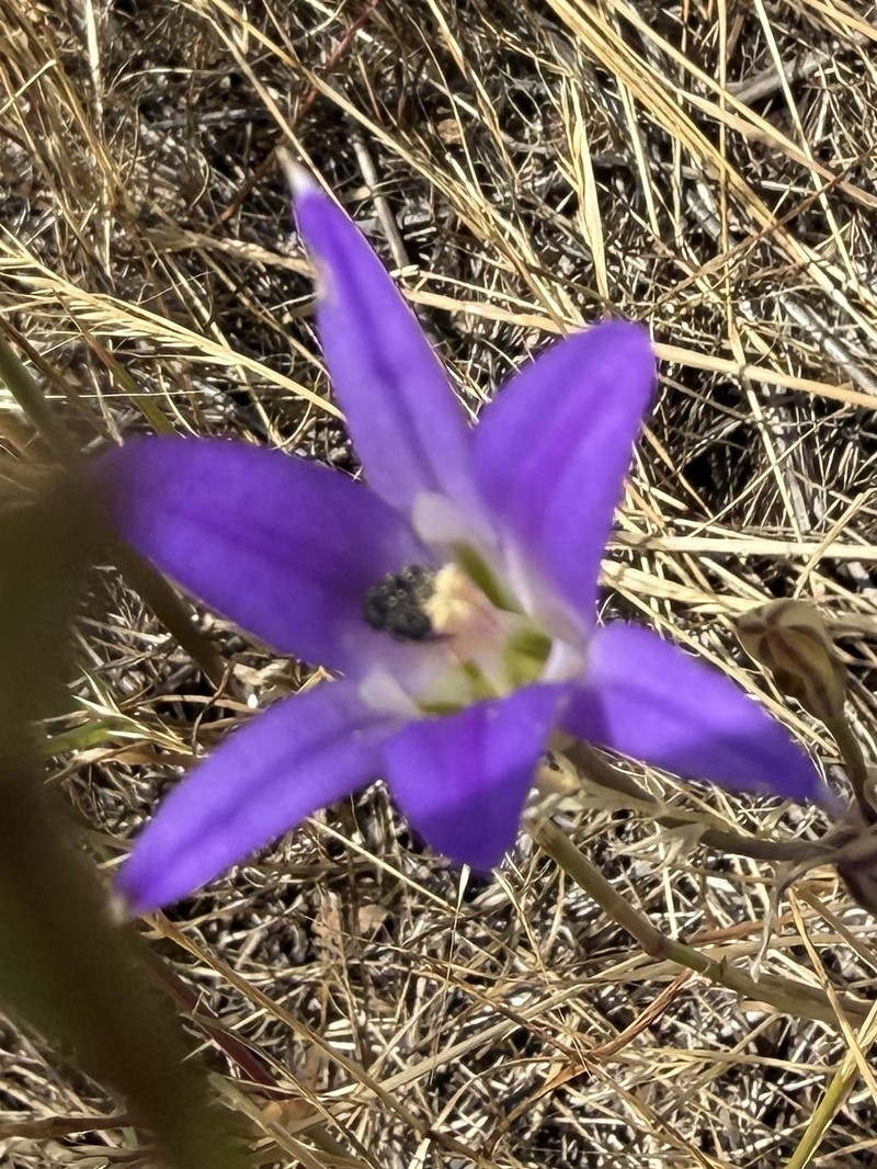 Brodiaea elegans subsp. elegans photo 6
