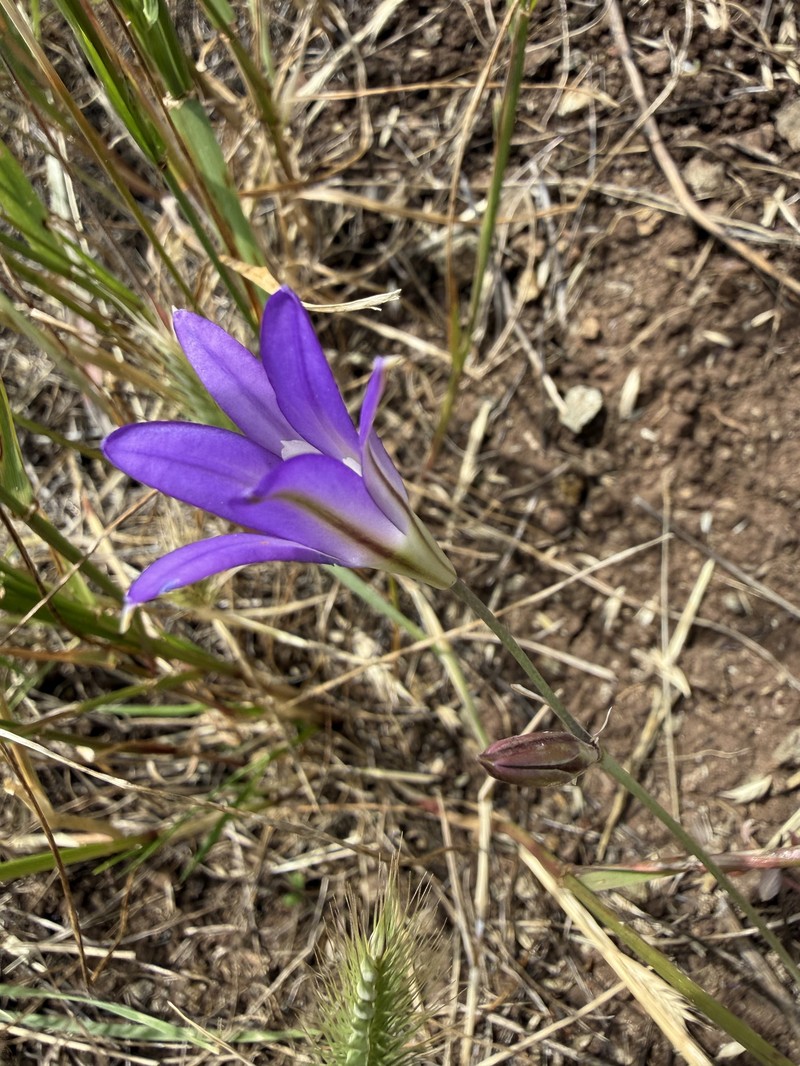 Brodiaea elegans subsp. elegans photo 7