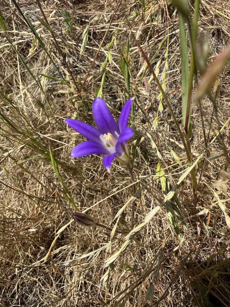 Brodiaea elegans subsp. elegans photo 8