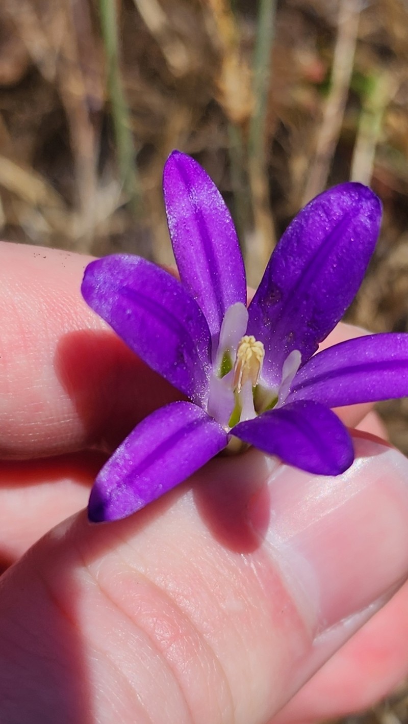 Brodiaea elegans subsp. hooveri