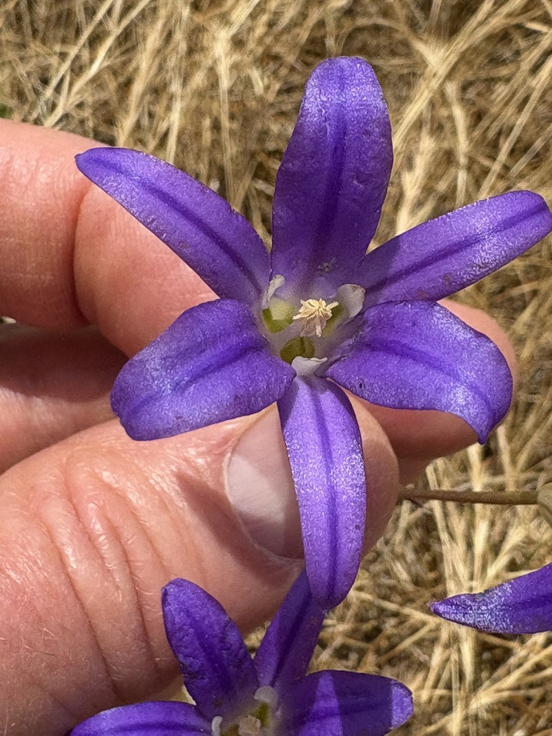 Brodiaea elegans subsp. hooveri photo 2