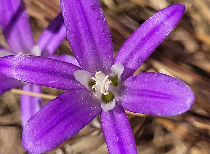 Brodiaea elegans subsp. hooveri photo 3