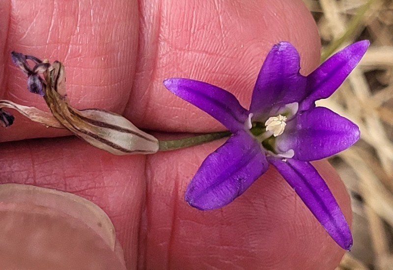 Brodiaea elegans subsp. hooveri photo 4