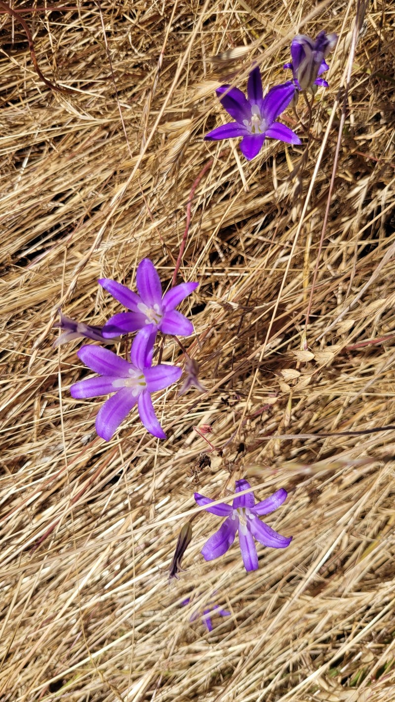 Brodiaea elegans subsp. hooveri photo 5